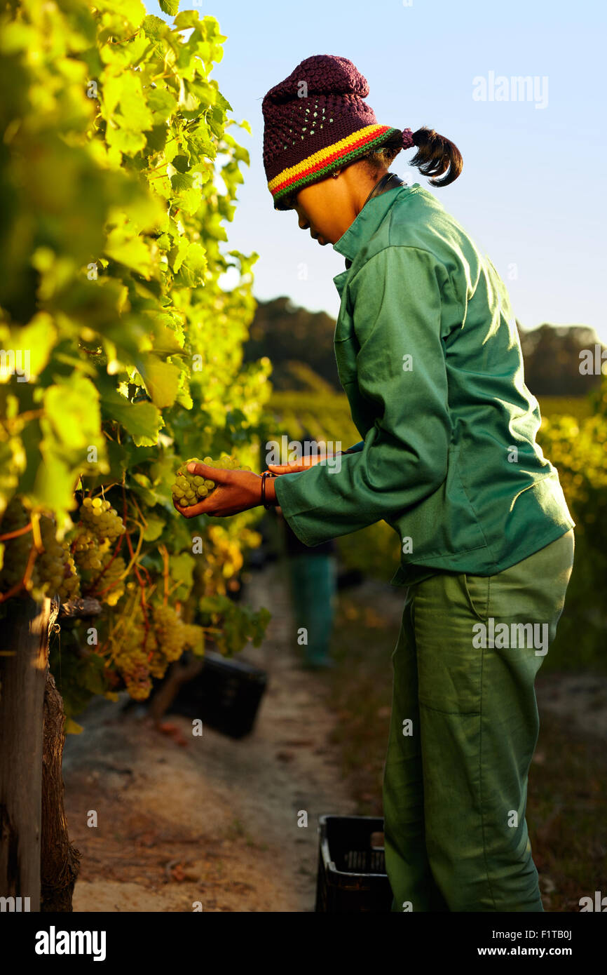 Jeune femme la récolte du raisin dans le vignoble. Worker cutting raisins de vigne au cours de la récolte. Banque D'Images