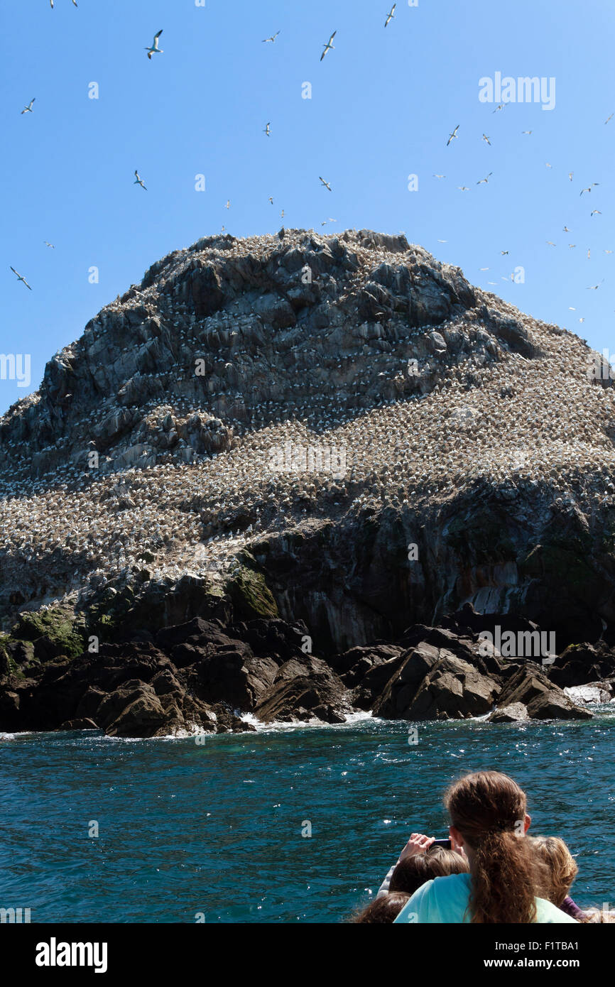 Photographier les oiseaux de l'Île Rouzic touristiques 'fous de bassan' Banque D'Images