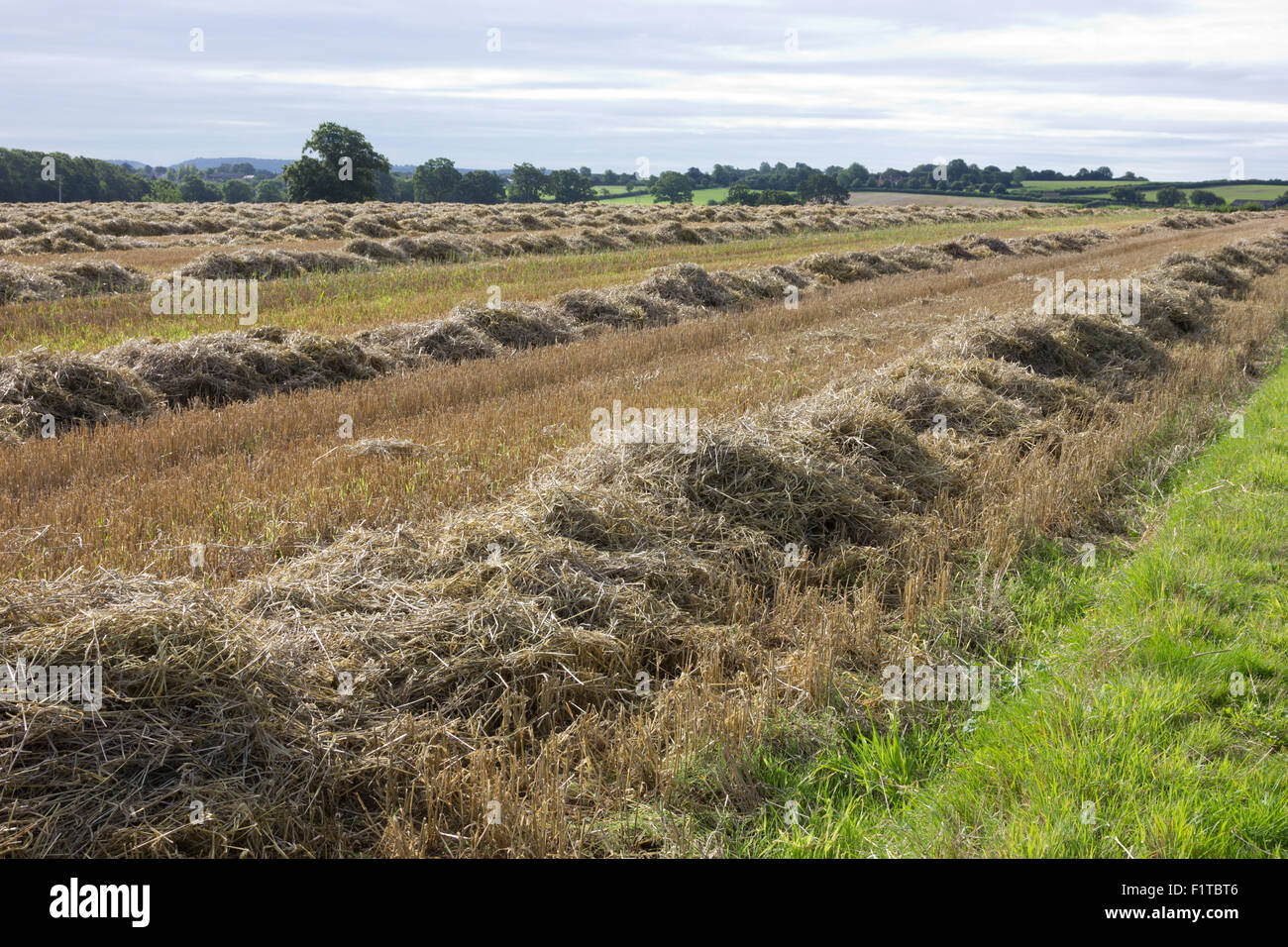 Lignes de paille séchant au soleil après la récolte d'orge. Banque D'Images