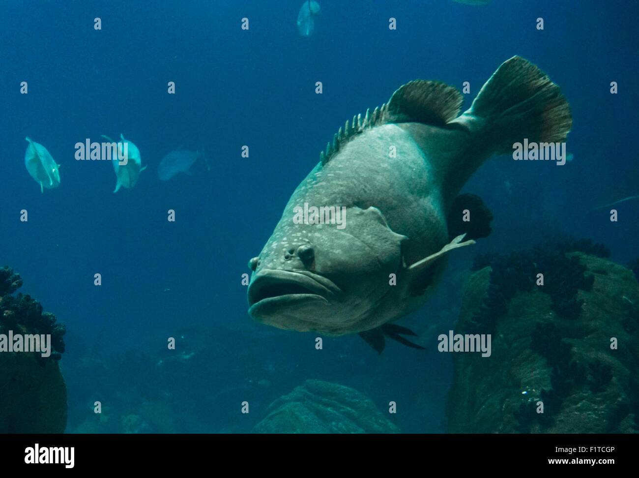 Gros poisson Napoléon nager sous l'acquarium à Lisbonne Banque D'Images