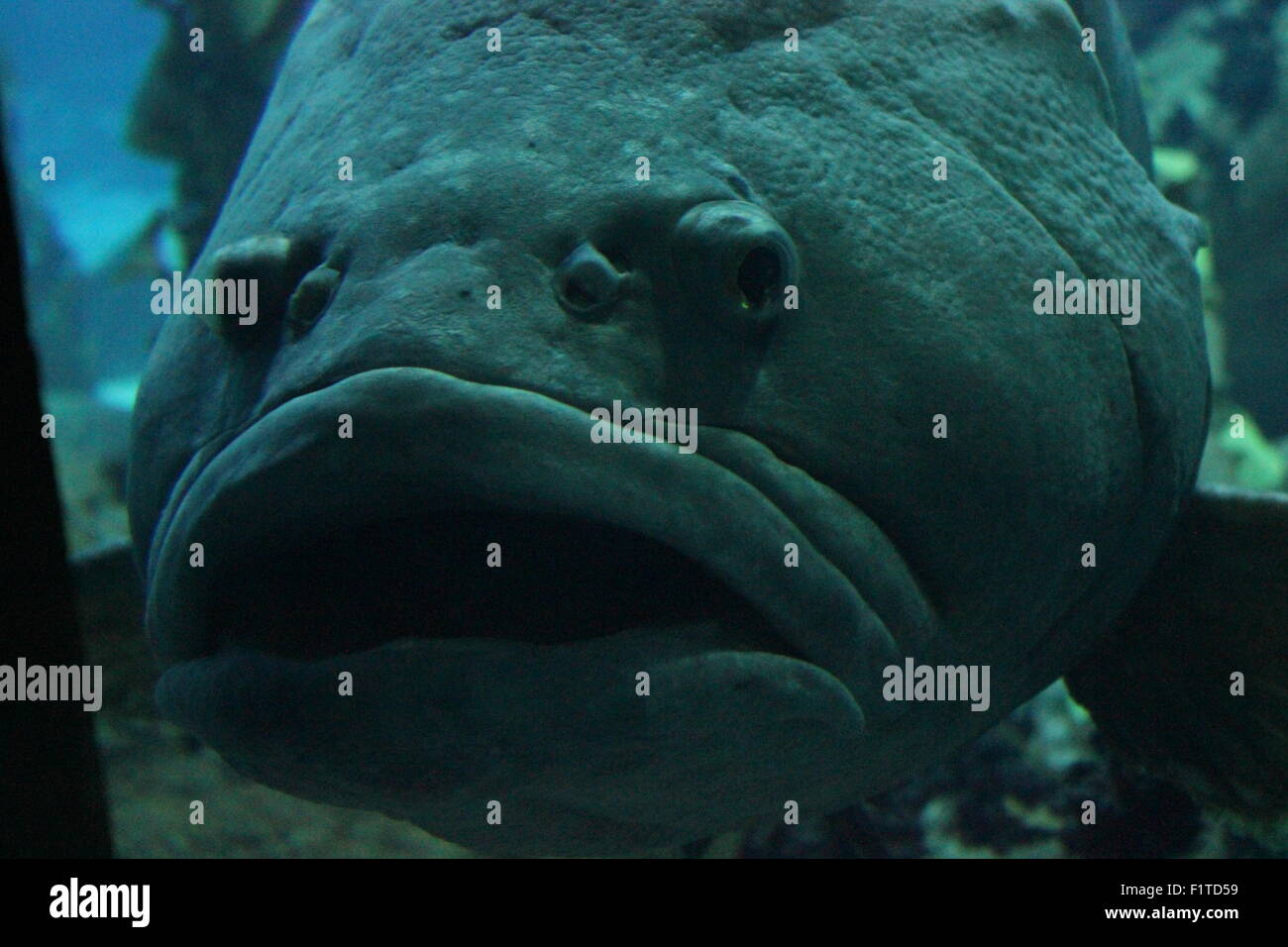 Close up d'un poisson Napoléon nage dans l'Aquarium de Lisbonne, du visage Banque D'Images