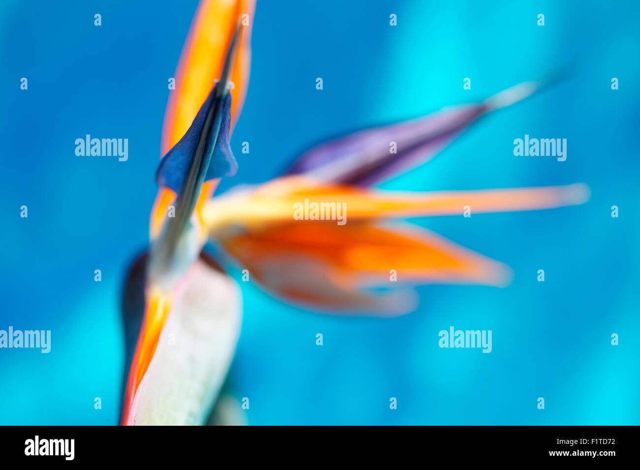 Bird of Paradise Flower Soft focus, l'atmosphère de la vie toujours Jane Ann Butler Photography JABP1391 Banque D'Images