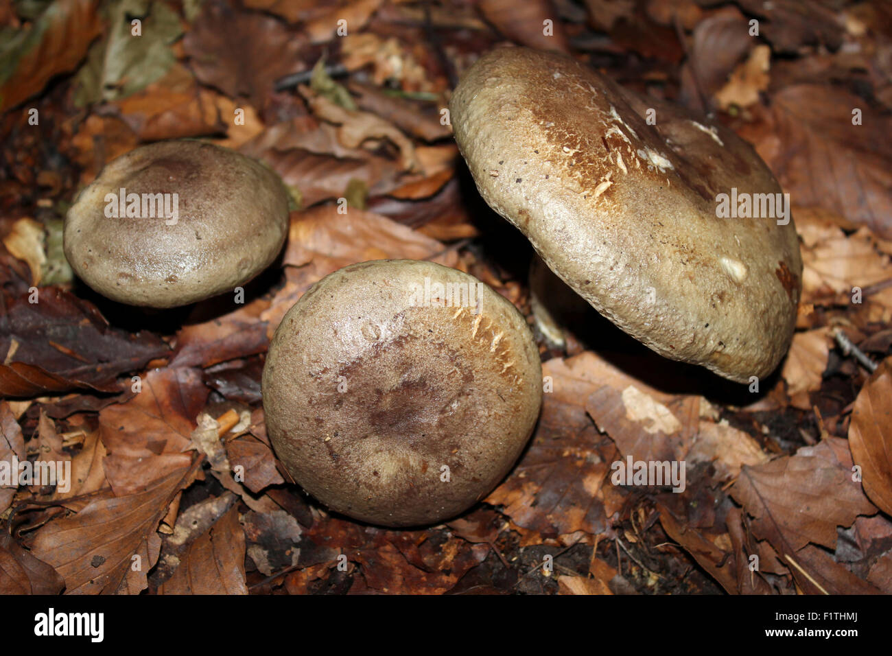 Lactarius blennius Milkcaps hêtre Banque D'Images