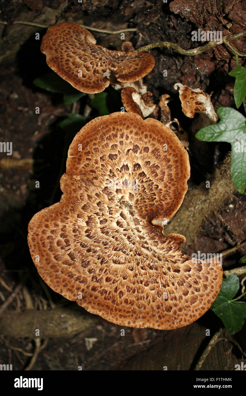 Selle de dryade Polyporus squamosus Banque D'Images