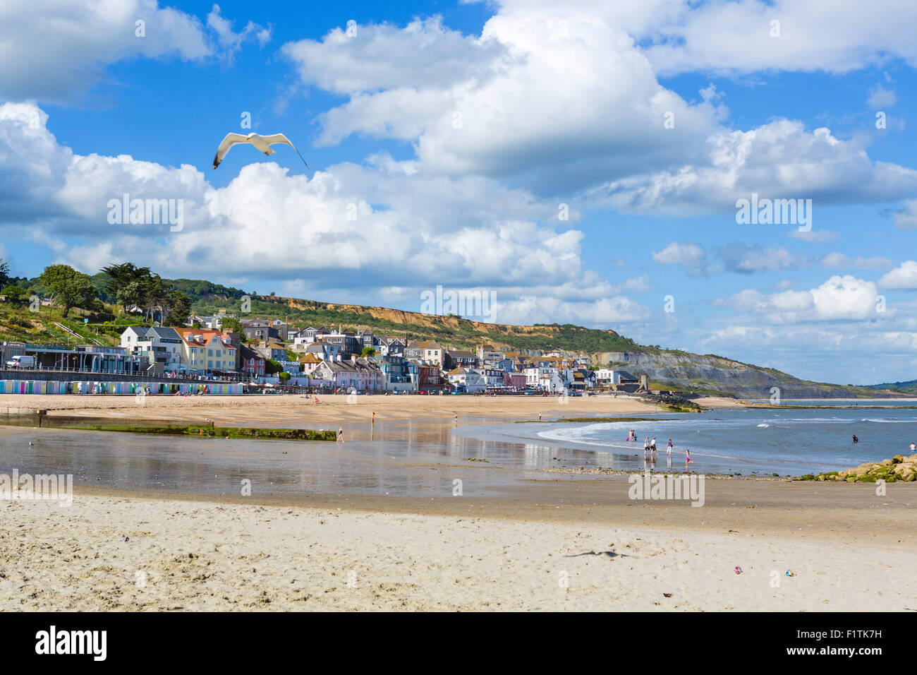 Mouette voler au-dessus de la plage à marée basse avec la ville derrière, Lyme Regis, la baie de Lyme, sur la côte jurassique, Dorset, England, UK Banque D'Images