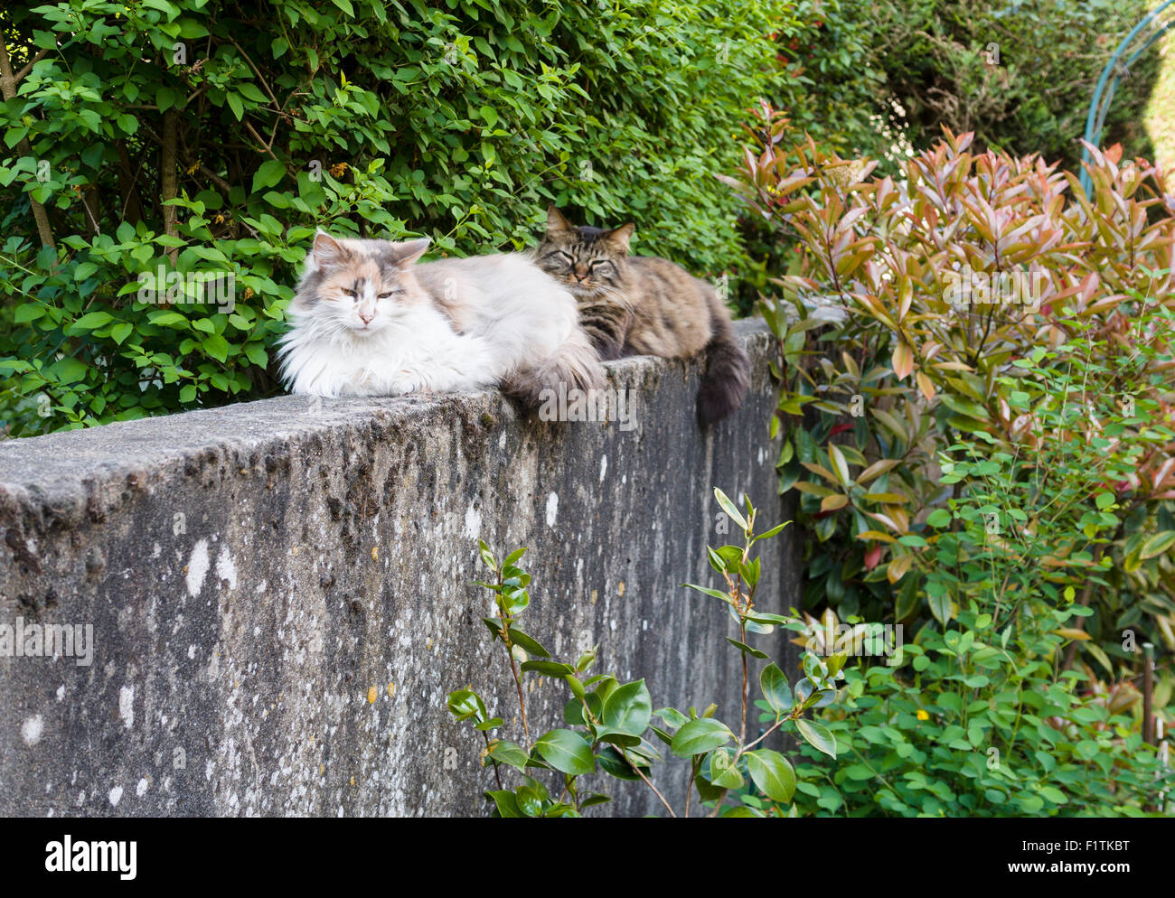 Deux chats sur un mur de pierre. Deux chats moelleux une lumière et un noir siège au sommet d'un vieux mur de jardin en béton Banque D'Images