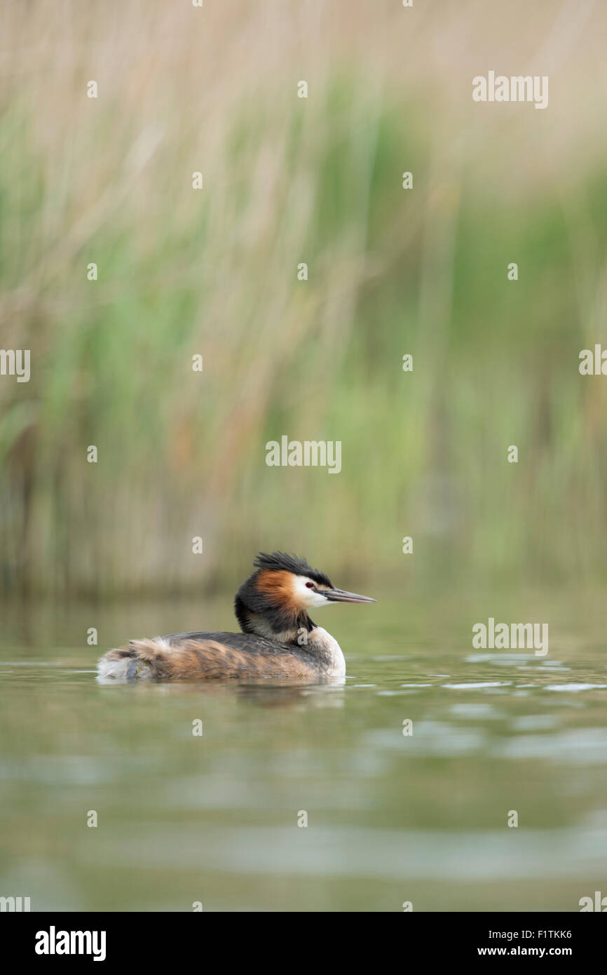 Grèbe huppé / Haubentaucher ( Podiceps cristatus ) Nage en face de reed sur une rivière naturelle, douce lumière. Banque D'Images