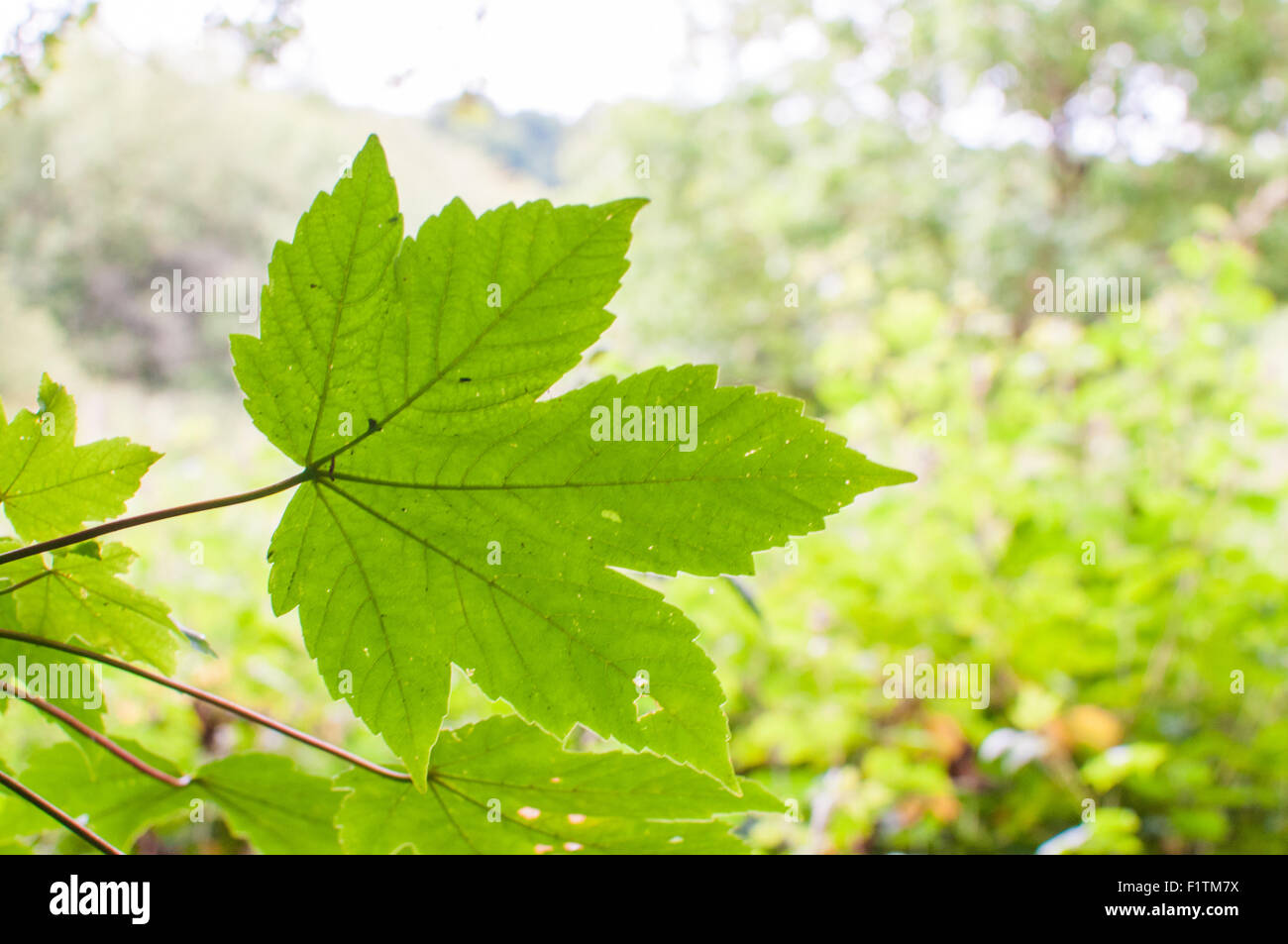 Feuilles translucides en premier plan d'une scène forestiers Banque D'Images