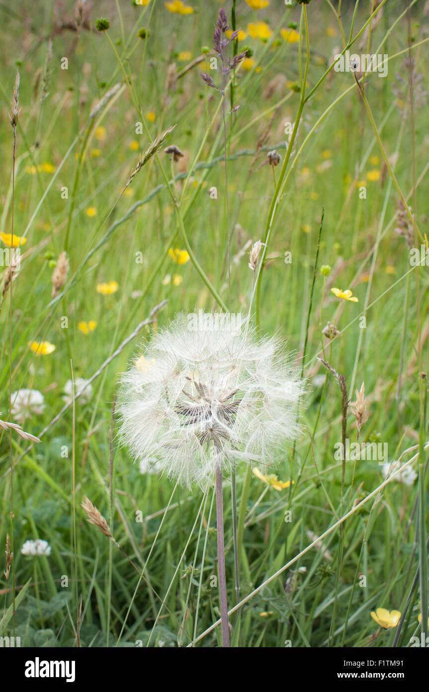 Pissenlit blanc long dans l'herbe verte Banque D'Images