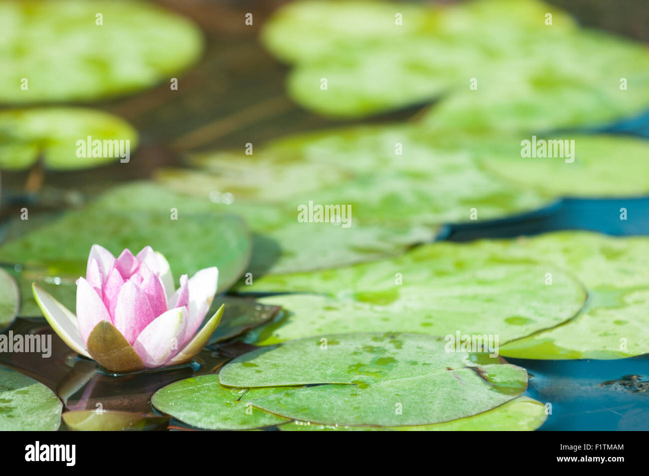 Fleur de lys rose et patins sur un étang Banque D'Images