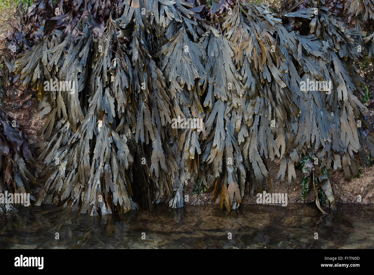 Fucus serratus. Les algues / crémaillère sur la côte de Northumberland. UK Banque D'Images