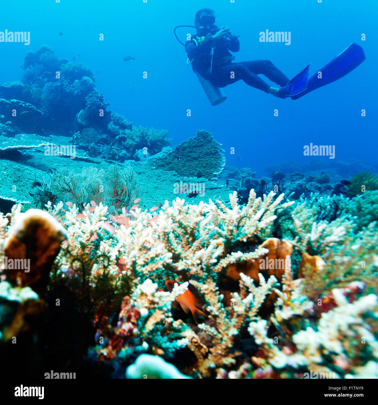 Silhouette de Scuba Diver proche mer bas avec Copyspace Banque D'Images
