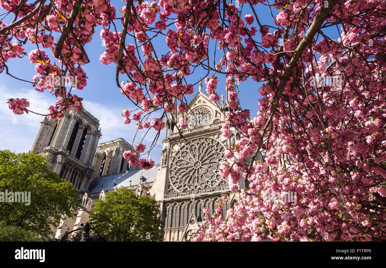 Notre Dame avec fleurs de printemps. La façade ouest de la cathédrale Notre-Dame encadrée par des arbres à fleurs rose vif. Banque D'Images