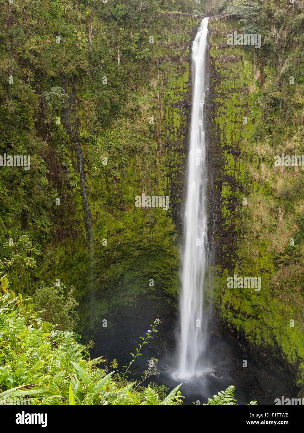 Akaka Falls. Le grand falls entouré de jungle. La chute de l'eau est  adoucie par une vitesse d'obturation lente Photo Stock - Alamy