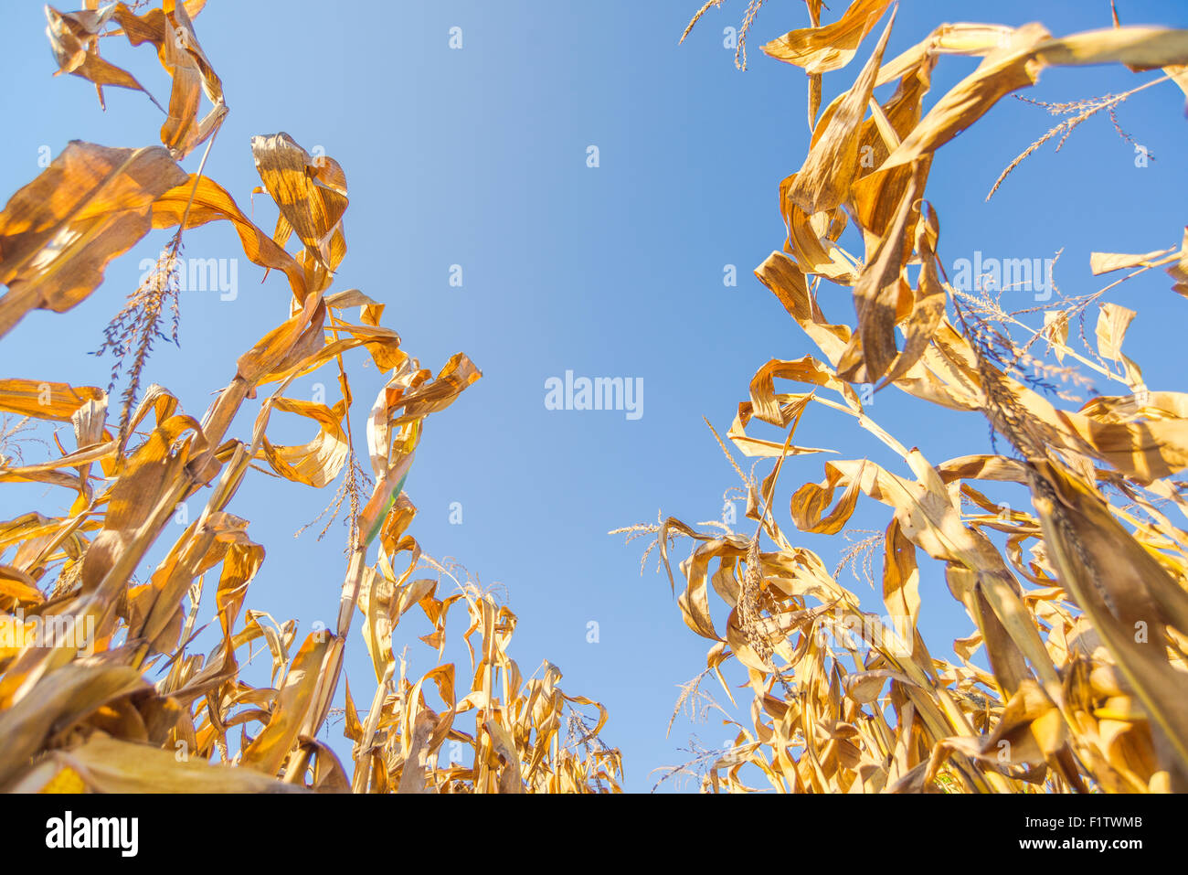 Les plantes cultivées en maïs mûr prêt récolte champ de maïs, low angle Banque D'Images