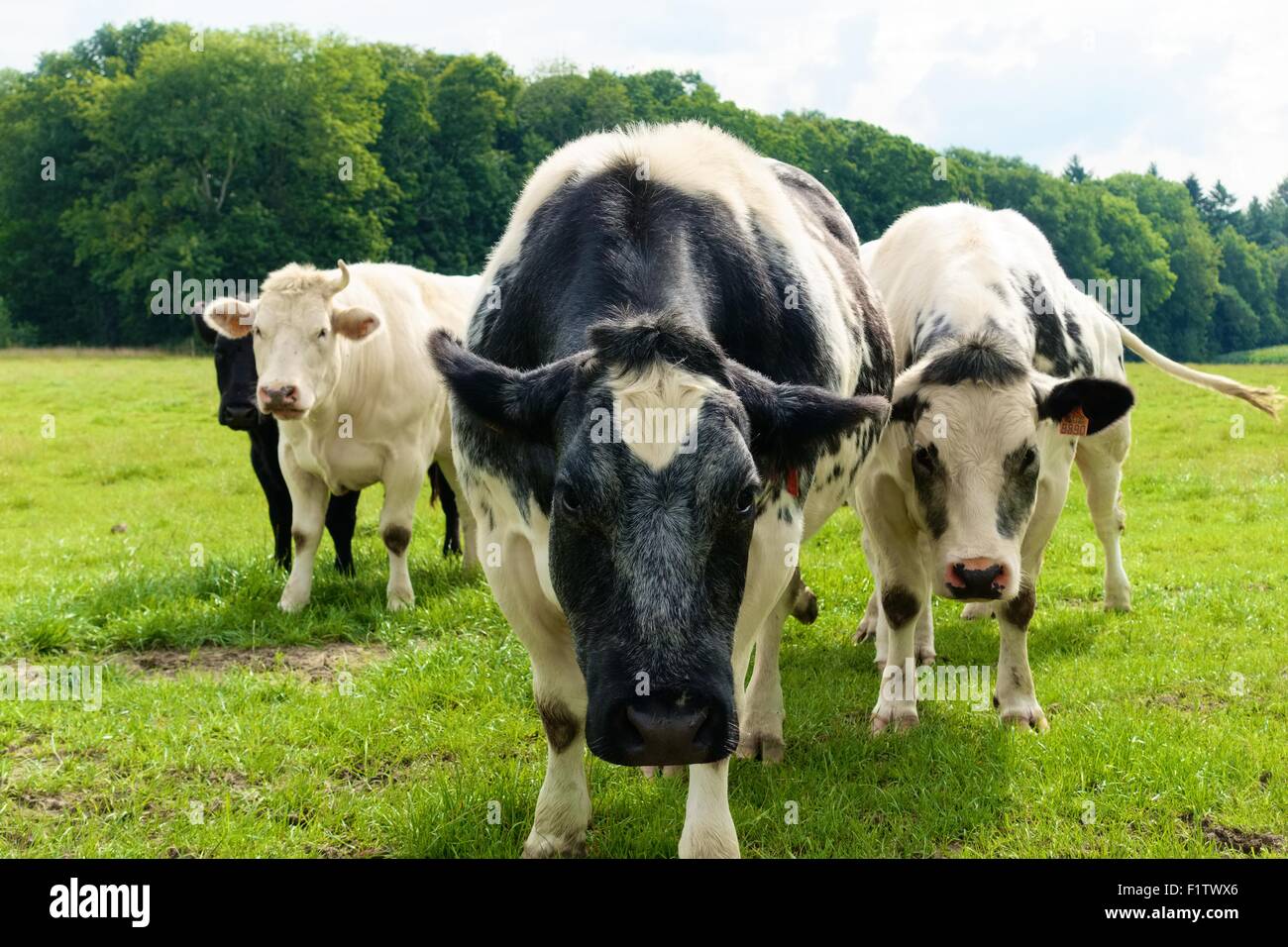 Vaches curieux Banque D'Images