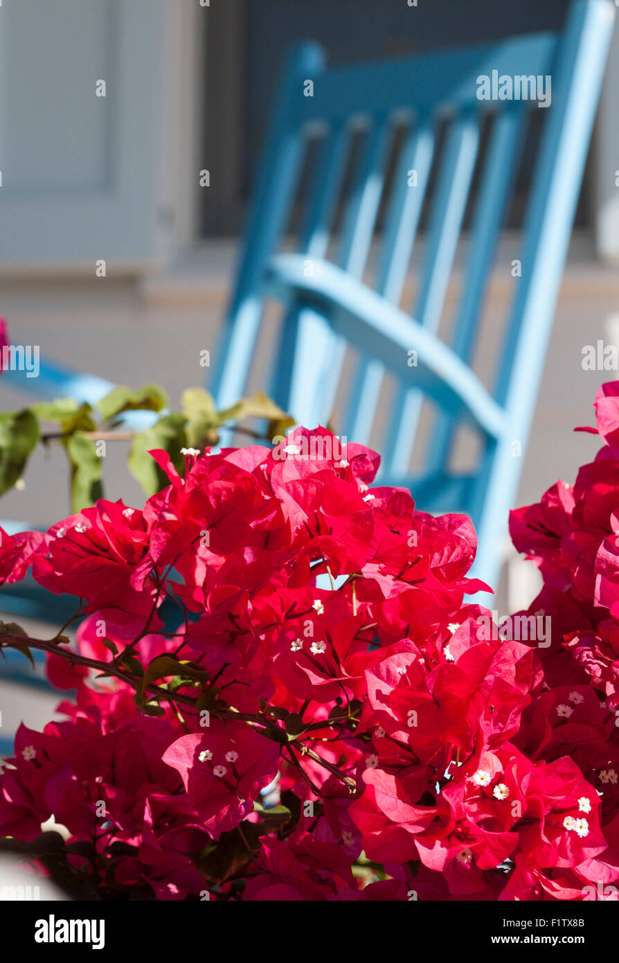Hibiscus rouge et bleu fauteuil à bascule. Une branche d'un buisson d'Hibiscus masque partiellement un rocking chair bleu porté doucement Banque D'Images
