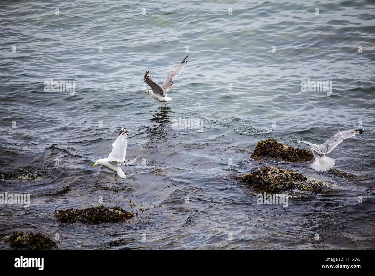 Vol de mouettes au-dessus de l'océan. Banque D'Images