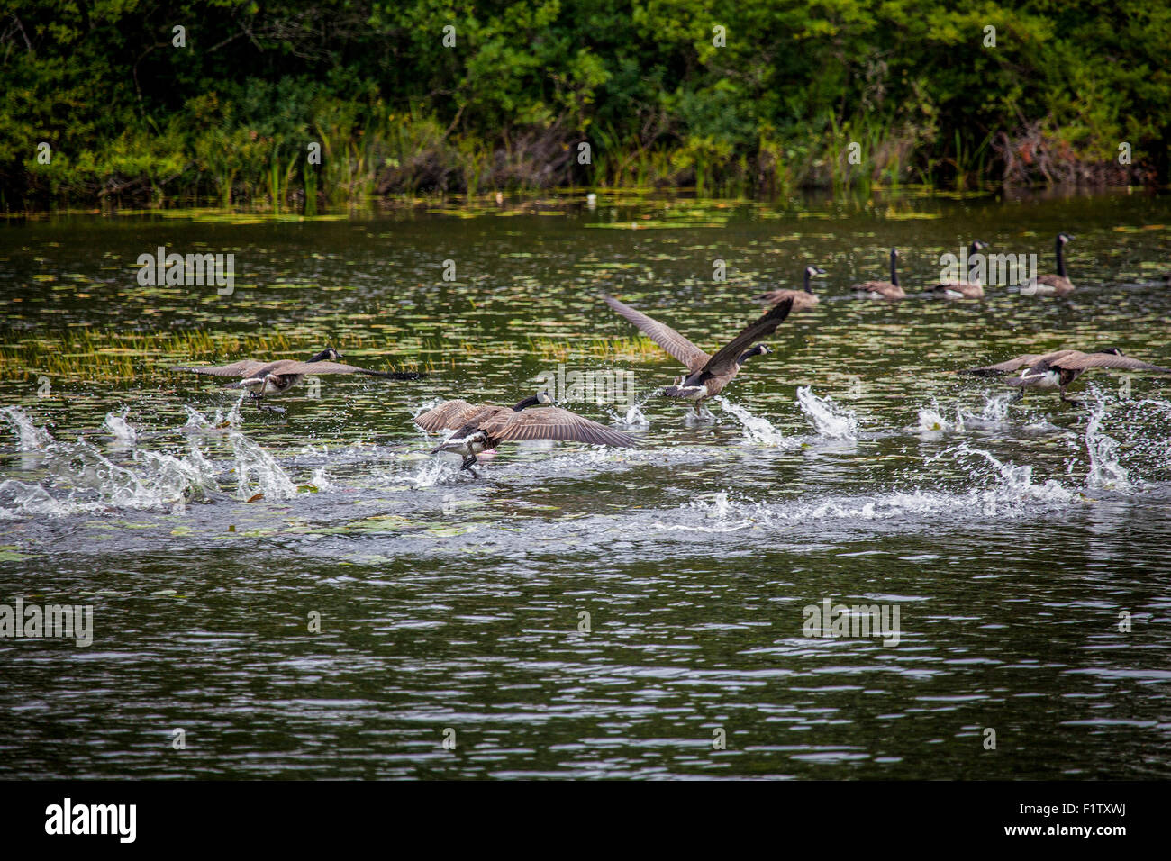 Les bernaches du Canada - Canada goose flying. Banque D'Images