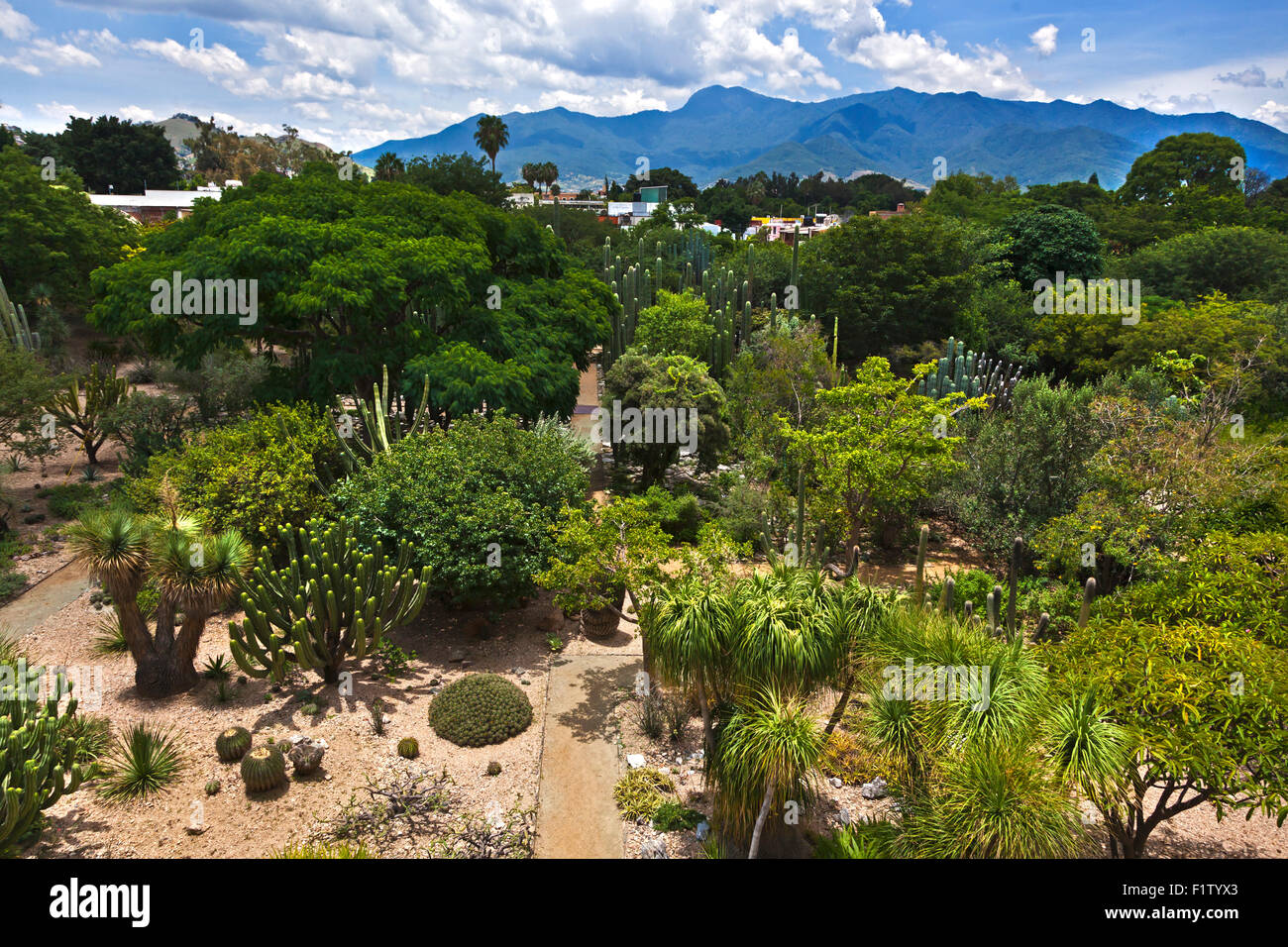 Le jardin botanique est un bel exemple de plantes sud du Mexique - Oaxaca, Mexique Banque D'Images