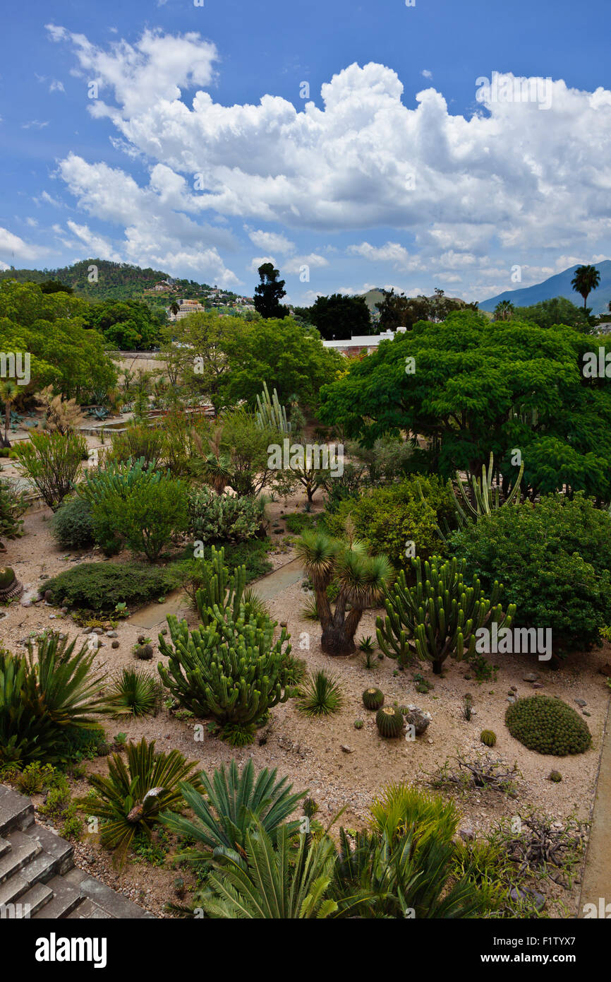 Le jardin botanique est un bel exemple de plantes sud du Mexique - Oaxaca, Mexique Banque D'Images