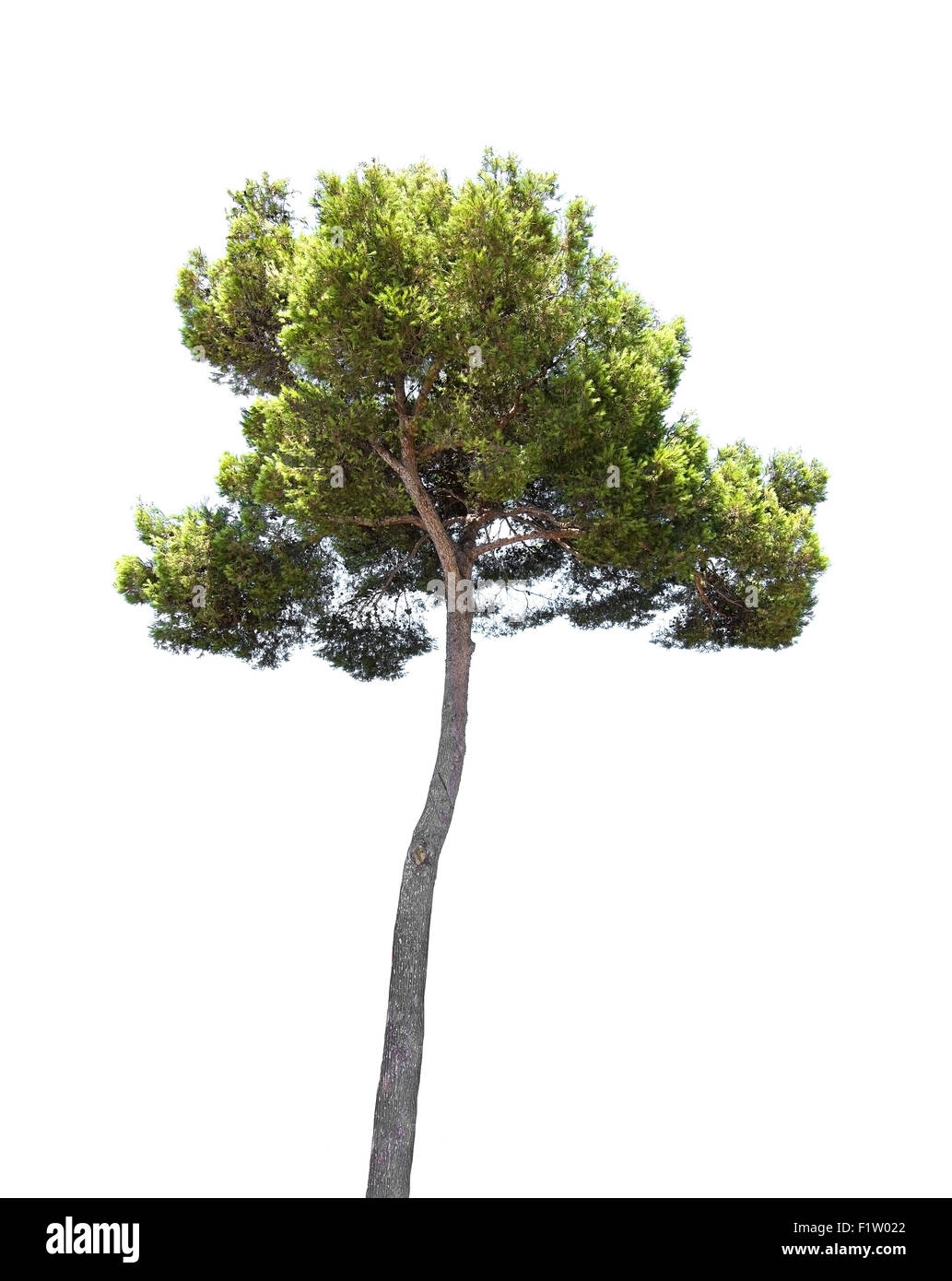 Pine Tree, evergreen isolé sur blanc. Banque D'Images