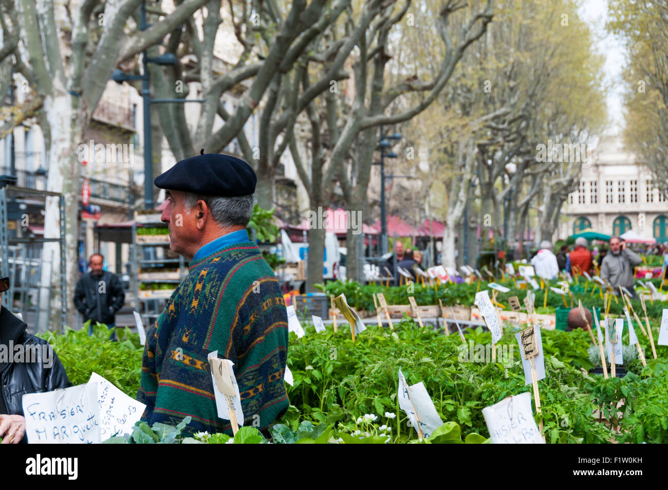 Un exposant sur Beziers marché aux fleurs. Banque D'Images