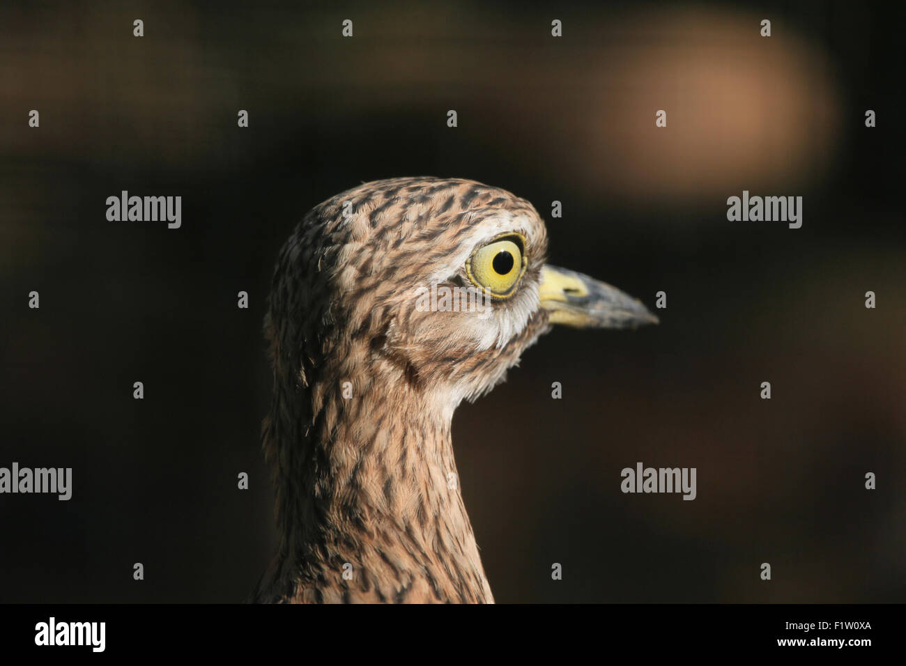 Bruant curlew (Burhinus bistriatus) à Plzen Zoo en Bohême de l'Ouest, en République tchèque. Banque D'Images