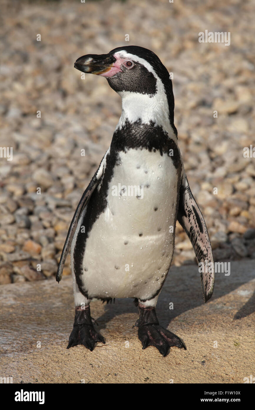 Manchot de Humboldt (Spheniscus humboldti), également connu sous le nom de pingouin chilienne à Plzen Zoo en Bohême de l'Ouest, en République tchèque. Banque D'Images