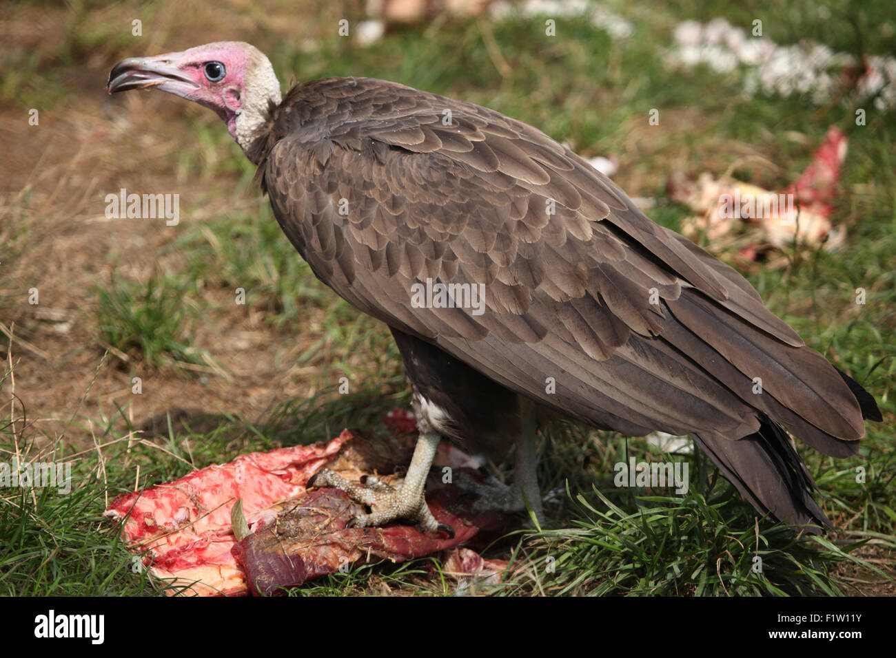 Hooded vulture (Necrosyrtes monachus) manger de la viande à la Plzen Zoo en Bohême de l'Ouest, en République tchèque. Banque D'Images