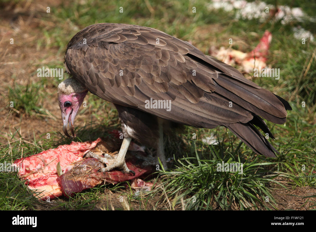 Hooded vulture (Necrosyrtes monachus) manger de la viande à la Plzen Zoo en Bohême de l'Ouest, en République tchèque. Banque D'Images