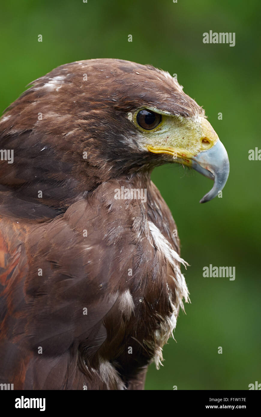 Portrait d'une belle Harris's hawk Banque D'Images