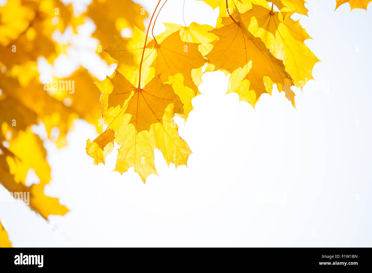 Érable feuilles jaunes sur soleil et ciel Banque D'Images