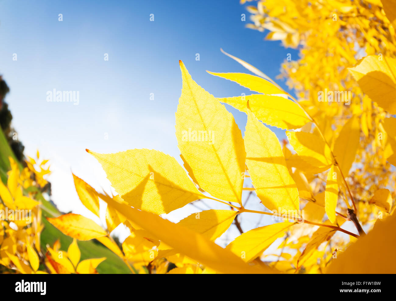 Automne feuilles de frêne et rayons de soleil venir par Banque D'Images