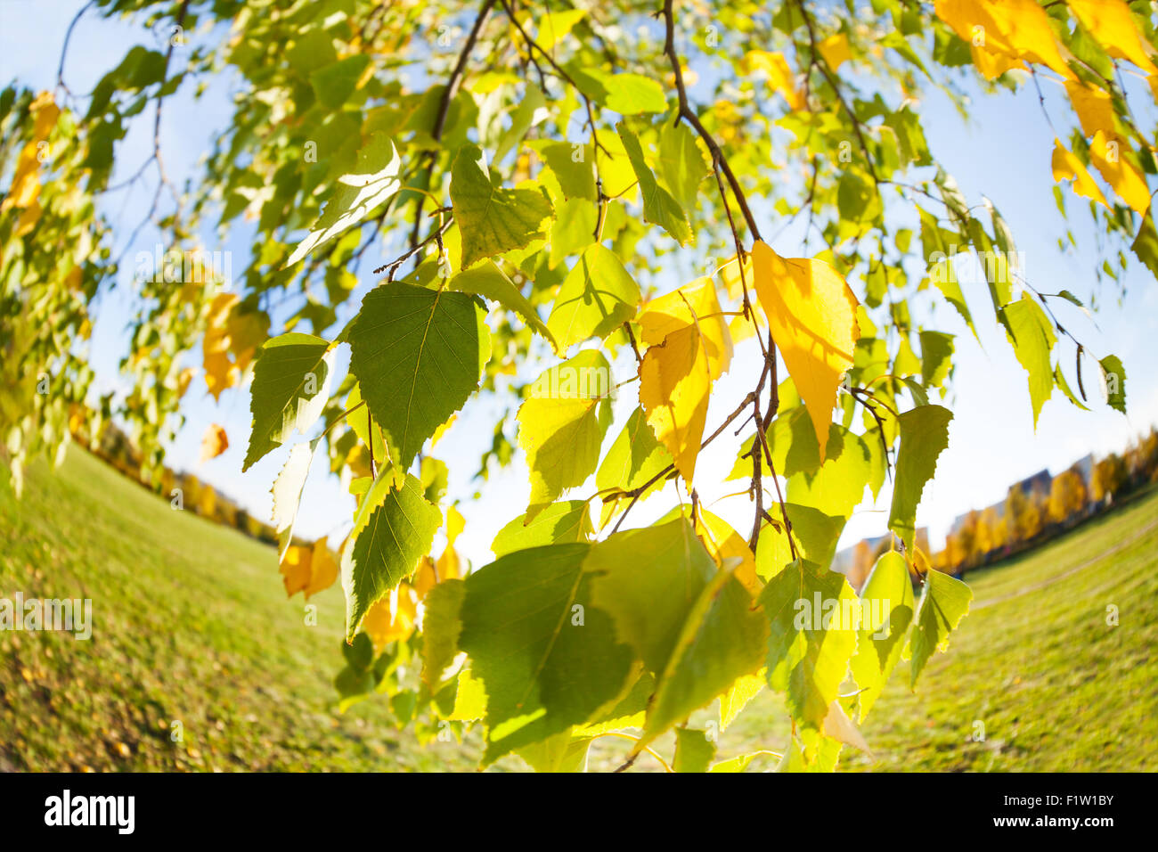 Belle automne les feuilles des arbres de bouleau Banque D'Images
