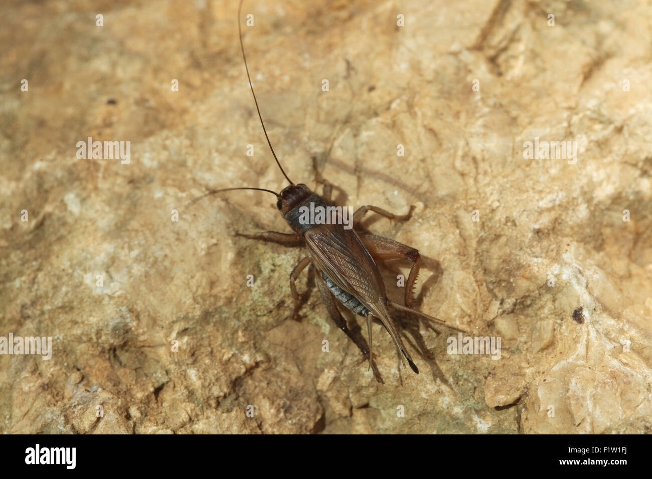 Chambre cricket (Acheta domestica) à Plzen Zoo en Bohême de l'Ouest, en République tchèque. Banque D'Images