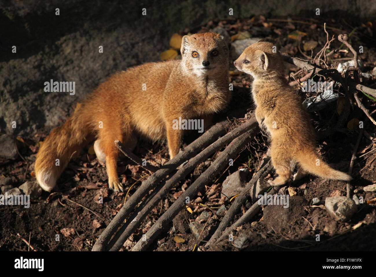 (Cynictis penicillata mangouste jaune) avec un bébé à Plzen Zoo en Bohême de l'Ouest, en République tchèque. Banque D'Images