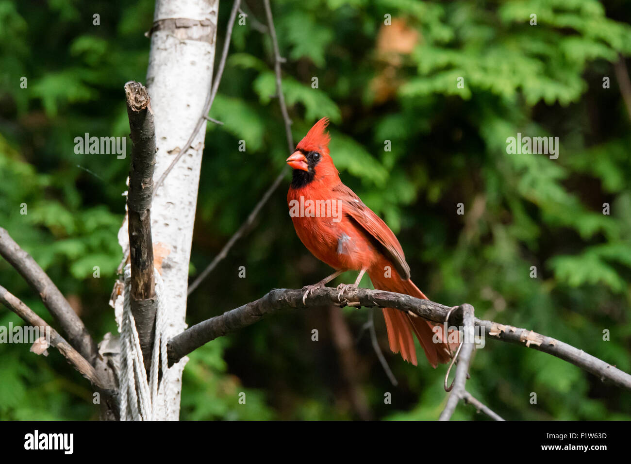 Le Cardinal rouge mâle sur une branche de bouleau Banque D'Images