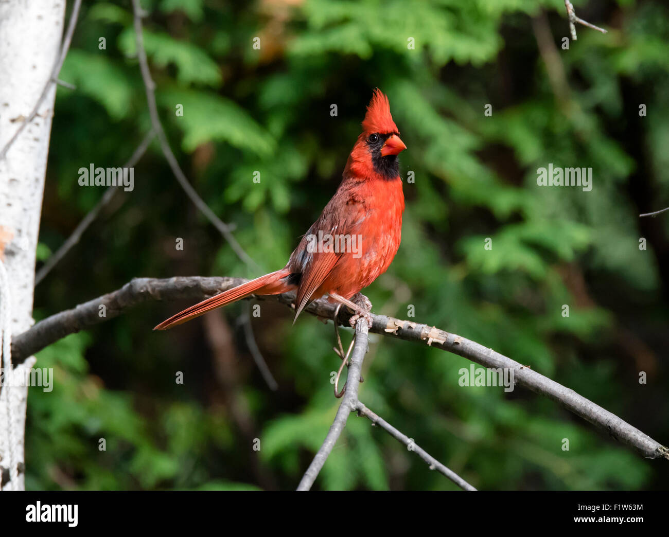 Le Cardinal rouge mâle sur une branche de bouleau Banque D'Images