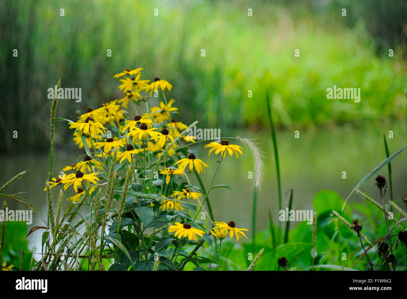 Black-eyed Susan wildflowers autour des rives de la lagune est à Humboldt Park, Chicago, Illinois Banque D'Images