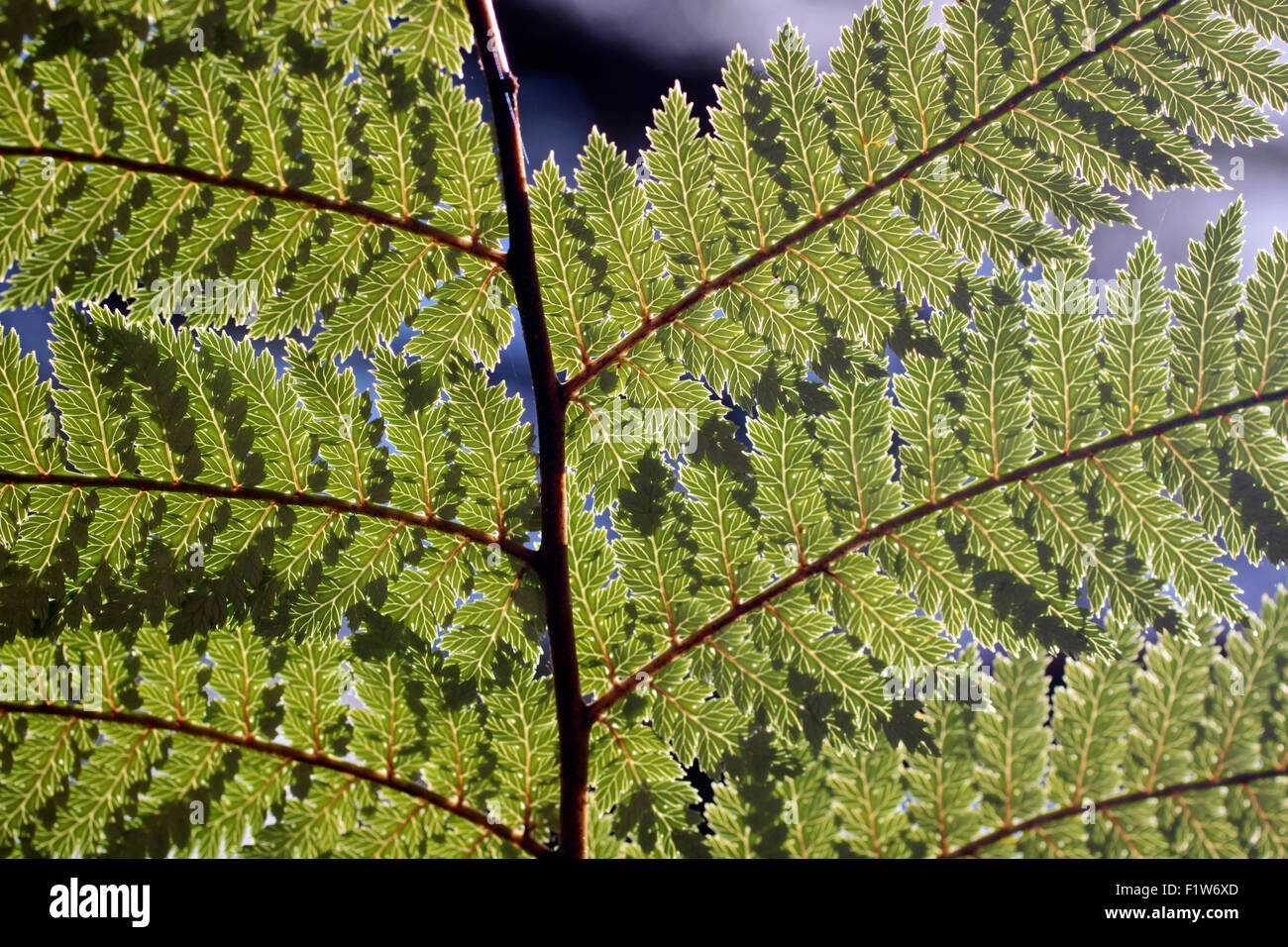 Fougère vert, près de Rotorua, île du Nord, Nouvelle-Zélande Banque D'Images