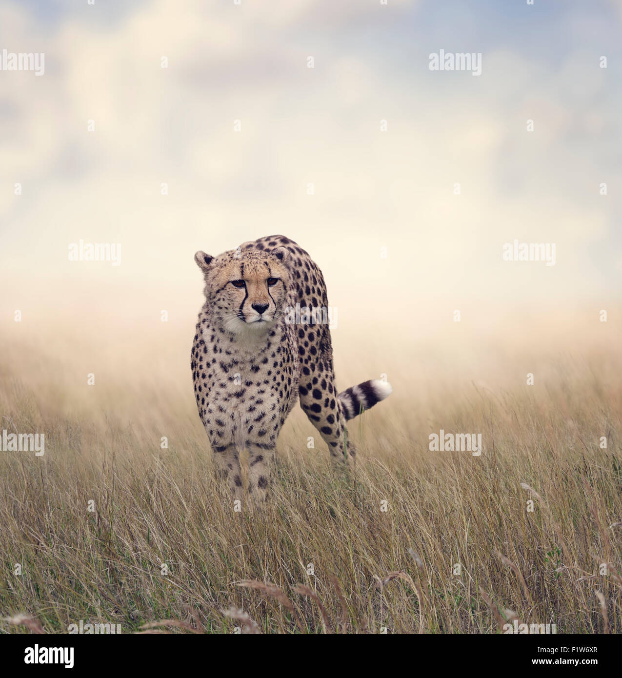 Balades Cheetah dans la prairie Banque D'Images