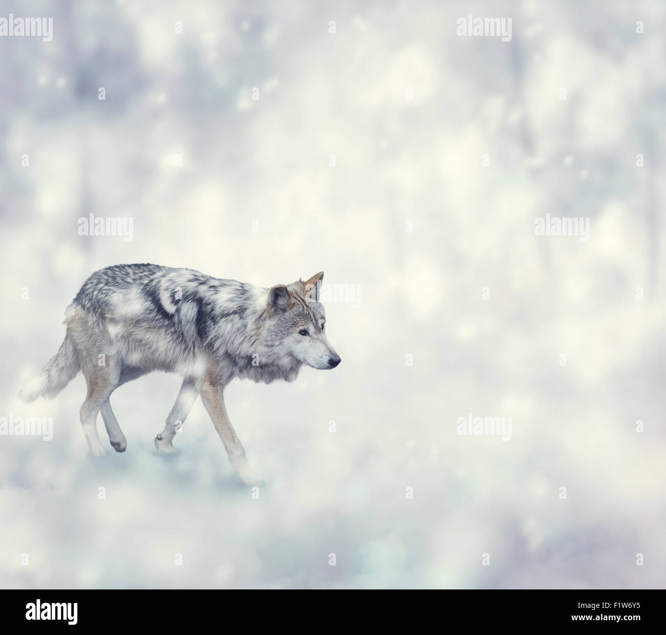 La Marche du loup sur la neige Banque D'Images