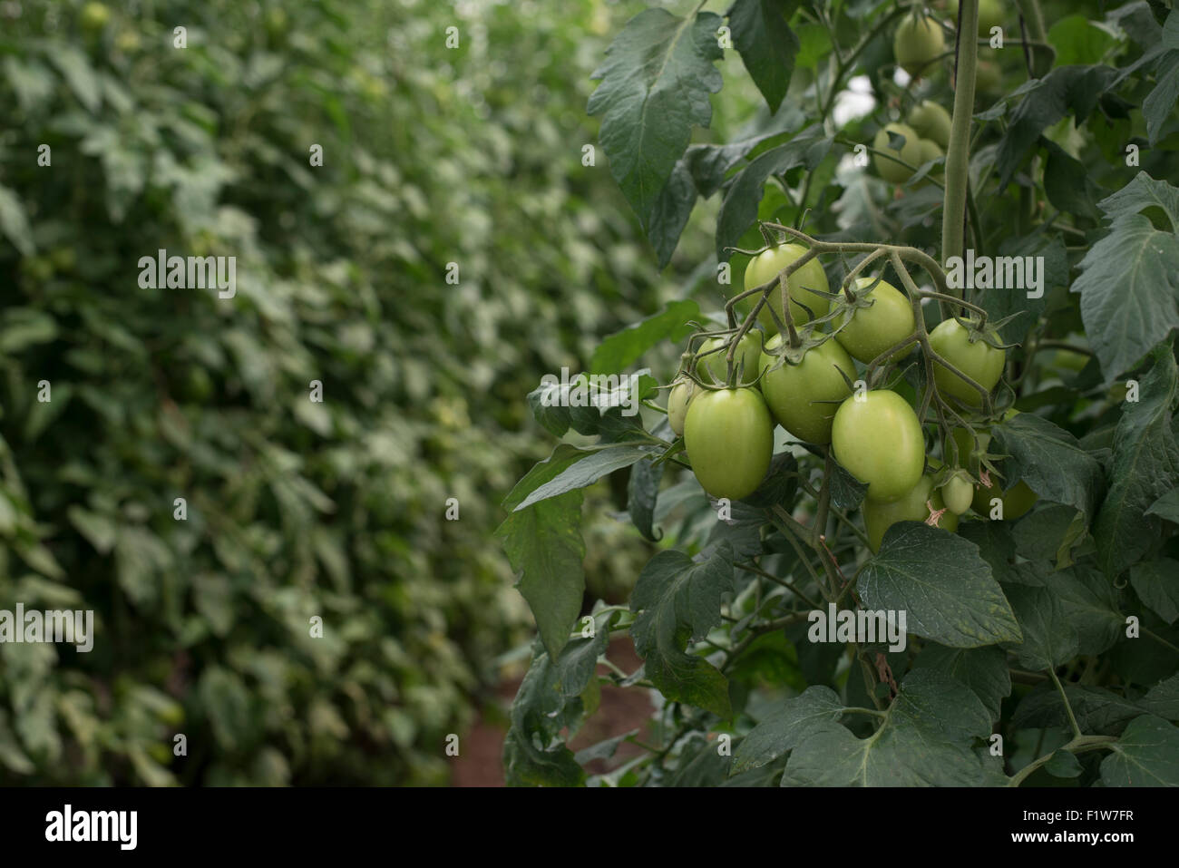 La tomate crue, vert, légumes, mangeable, de l'alimentation, les émissions, l'agriculture, de plus en plus, les fruits, tomate, tomates mexicaines, l'Amérique latine Banque D'Images