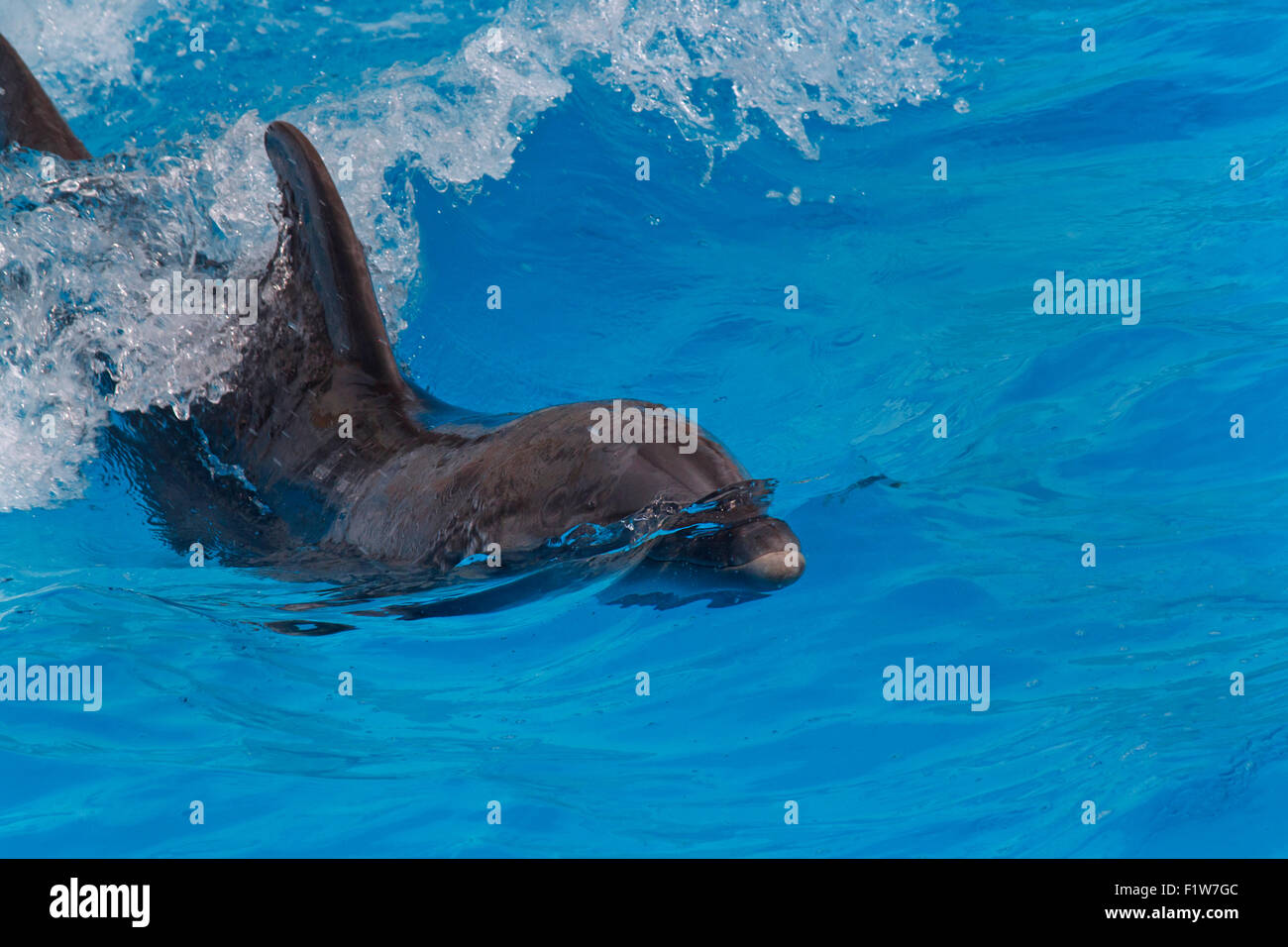 La natation dans l'eau Blue dolphin Banque D'Images