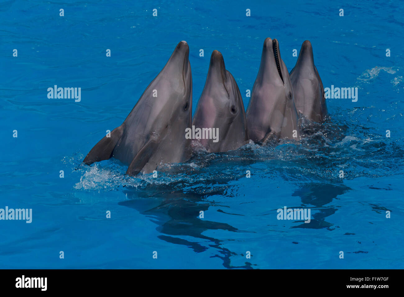 Quatre Dauphins dansant dans une piscine Banque D'Images