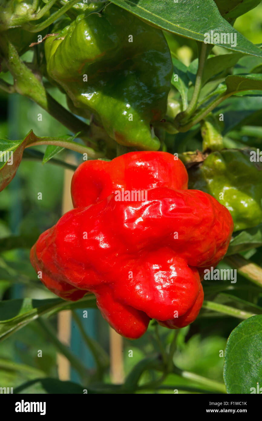 Un piment Scotch Bonnet (Capsicum chinense), avec sa forme de Tam O'Shanter. UK, 2015. Banque D'Images