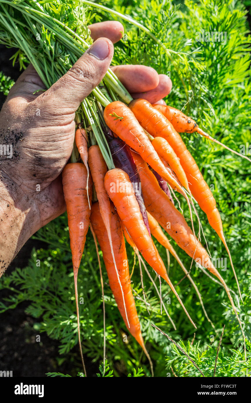 Les carottes dans la main de l'homme. Banque D'Images