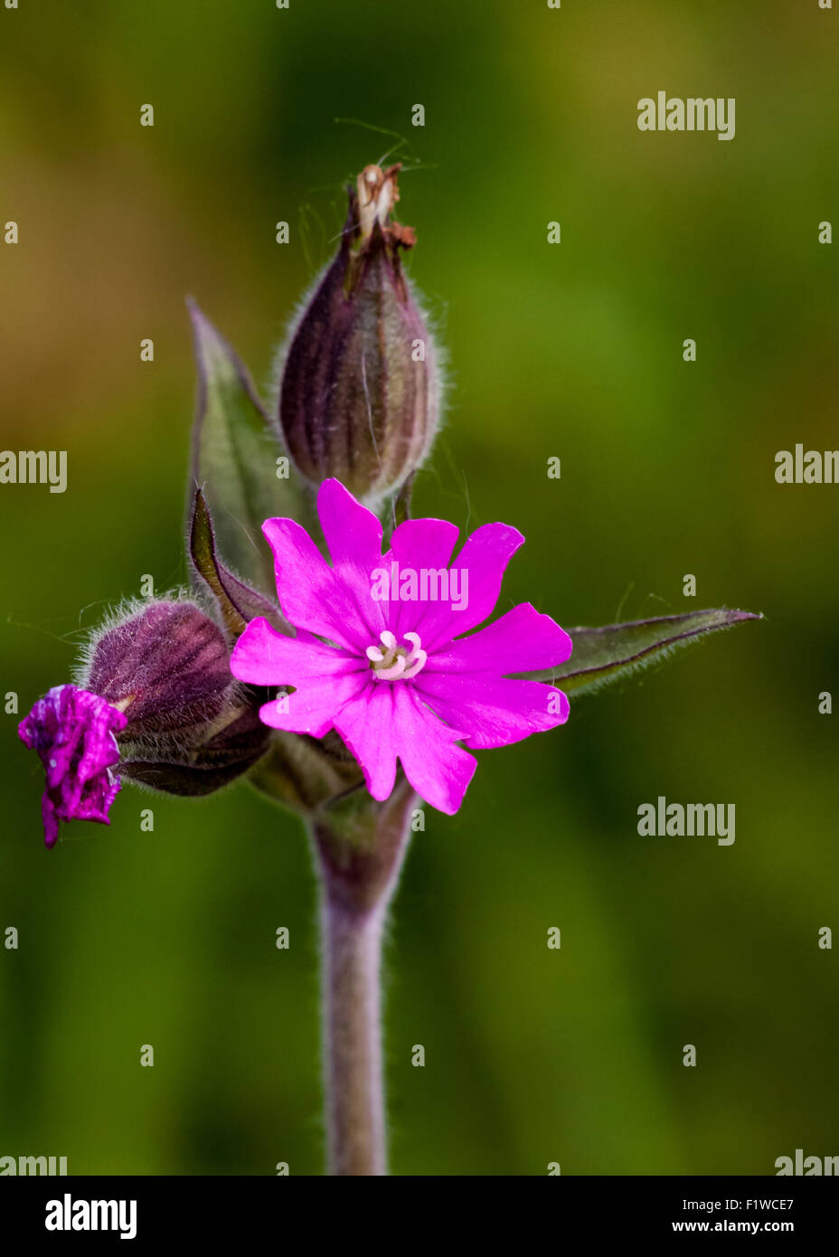 Red (Silene dioica) Banque D'Images