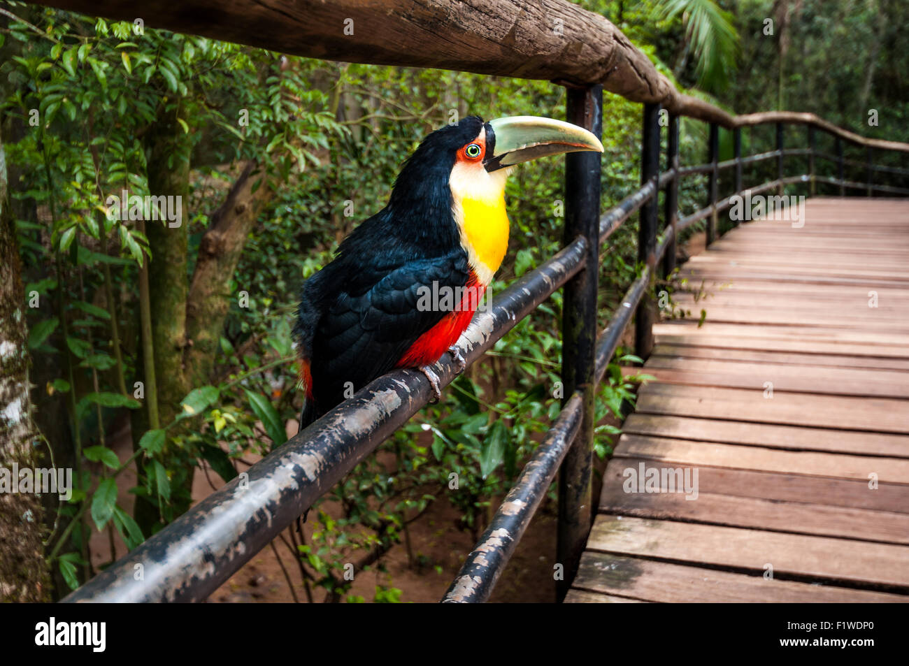 Oiseau Toucan, parc national Iguazu, Brésil Amérique du Sud Banque D'Images